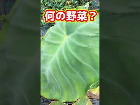 この野菜は何？