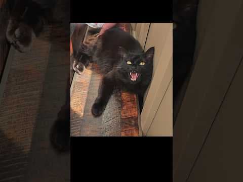 ｢帰りたくない｣のわがままが可愛すぎるモカちゃん #はぴ猫日記