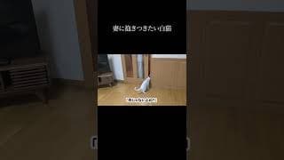 妻に抱きつきたい白猫。 #保護猫 #猫 #猫のいる暮らし