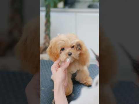 前足が器用なマルプーの可愛すぎる顔カット #asmr #shorts  #子犬 #トリミング #asmr #ヘアカット