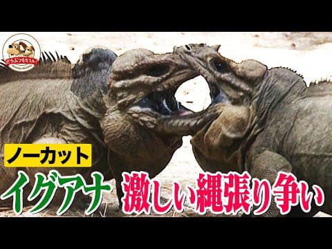 【ロケ素材ノーカット】超イカつい大型イグアナの縄張り争いが衝撃的！噛み付くまでの展開が面白い！結果は…【どうぶつ奇想天外／WAKUWAKU】
