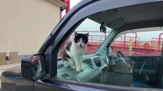 猫島に着いてフェリーを降りると港に駐車中の車の中から猫が挨拶してきた