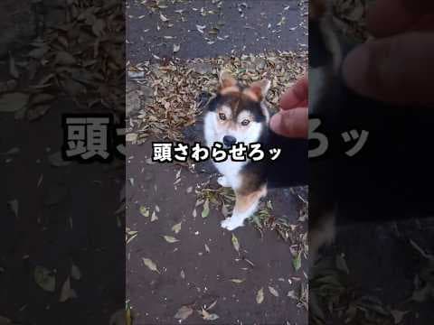頭さわらせろ。