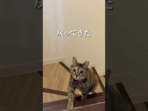 チャイさんの暮らし108。