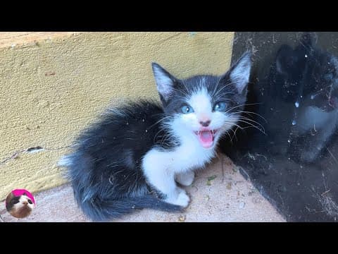 How ferocious rescued kitten grows up from 0 - 2 years "The Story of the Miracle Talking Cat Mu"