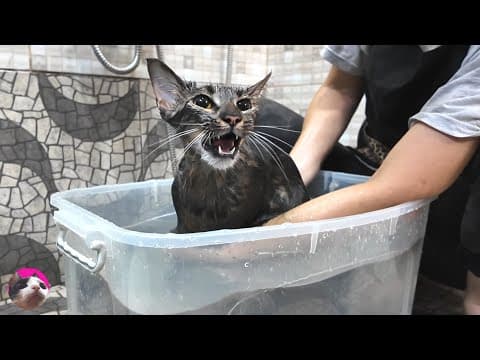 【閲覧注意】ノミだらけの猫をお風呂に入れた結果... まさかの大暴れ！
