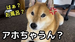 【激闘】お風呂苦手柴犬を、説得するのが大変過ぎる