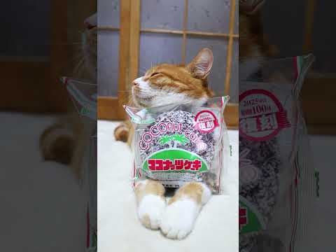 ココナッツケーキ　250428　#ねこ　#のせ猫　 #cat #ネコ #cute #猫のいる暮らし #ねこ