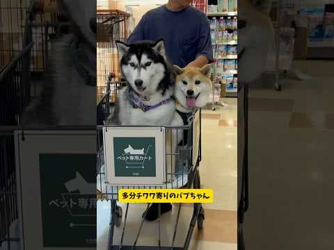 心だけチワワのハスキーとアザラシみたいな柴犬を連れて500kmの旅に出た結果が最高過ぎた#シベリアンハスキー#柴犬#shorts