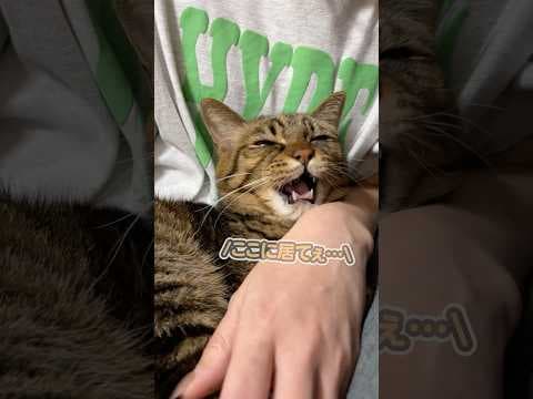 声にならない声で「ここに居たいのぉ…」と、大好きなママにギュッと抱きついて甘える猫