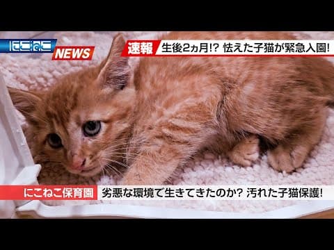 【にこねこ速報】恐るべしNNN...！また子猫が入園しました～！泣