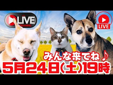 「LIVE」新居の初ライブでしゅ🐶