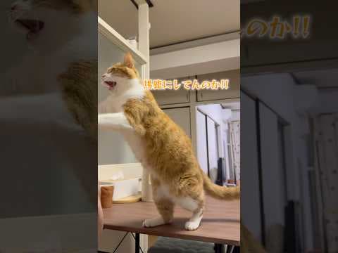 皆さんの猫はオヤツを焦らすとこんな感情的に怒りますか。
