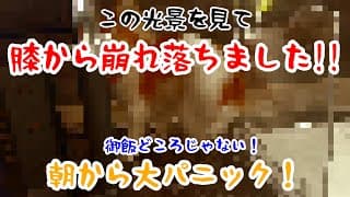 【度肝を抜かれる】高齢犬が家から消えた…その驚きの結末に膝から崩れ落ちる