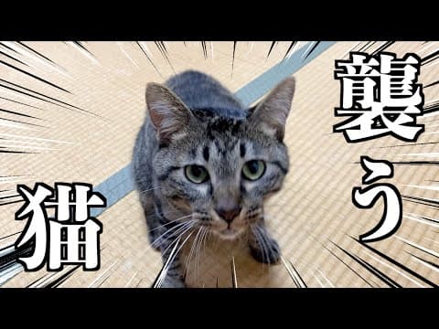 猫をお留守番させて久しぶりに帰宅したら襲われました...
