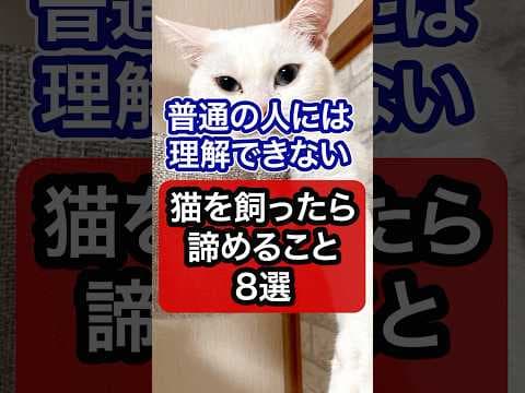 猫を飼ったら諦めること8選を獣医師が解説 #保護猫 #獣医師 #cat #猫 #ネコ #ねこ #ねこのいる生活 #猫のいる暮らし #猫動画 #愛猫 #猫好きさんと繋がりたい