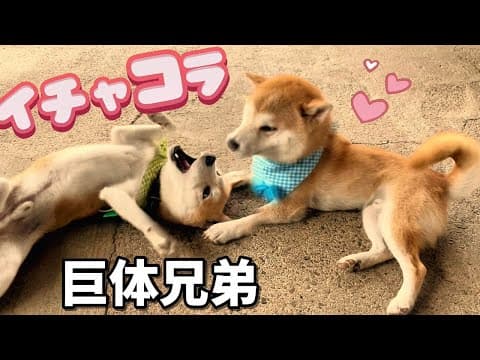 今日もイチャコラが止まらない柴犬巨体兄弟です