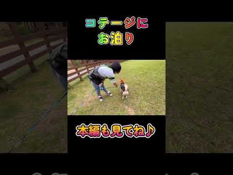 コテージにお泊り♪#柴犬 #チワワ #shorts