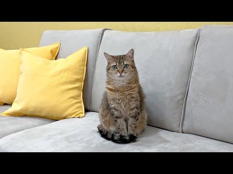 慢性腎臓病の猫のためにしてることを全てお話しします！