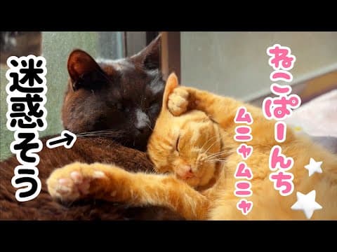 月の無邪気すぎる寝相に天もタジタジ…！Luna is Wilder Asleep Than Awake