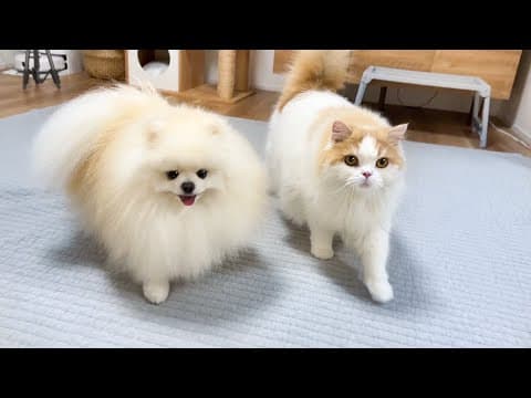 「久しぶりに一緒に寝よう」と言ったら大喜びで駆け寄ってくる猫と犬がかわいすぎました！