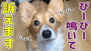 愛犬がぴーぴー鳴き続けるので病院に連れていきました