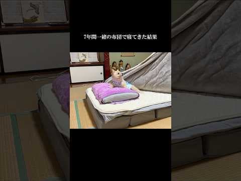 7年間一緒の布団で寝てきた結果こうなりました… #shorts