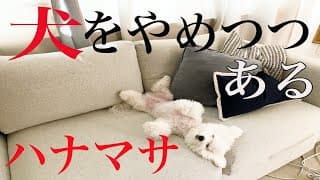 とある日のハナマサ〜犬をやめつつあるハナマサの自粛中のお姿がこちらです〜