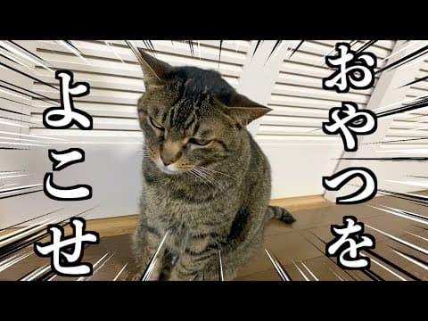 おやつを要求する凶暴猫を無視し続けた結果...