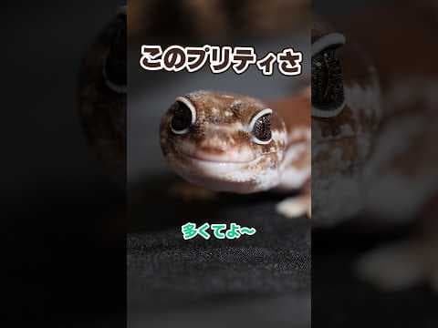お待ちかねのあんこさんですよ#ニシアフリカトカゲモドキ