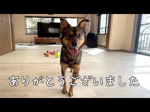 保護犬のケンタが我が家を卒業しました