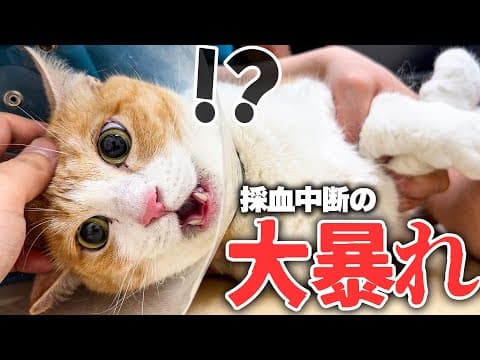 【大絶叫】ロビンが採血中に大暴れして中断する事態になりました…