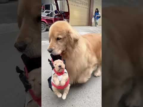 Golden Retriever Show off Her Puppy #shorts #dogs