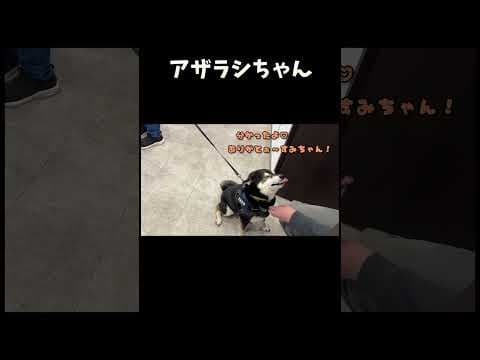 アザラシちゃん