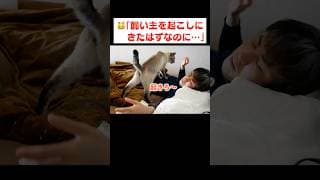 飼い主を起こすつもりが一緒にうたた寝しちゃう猫