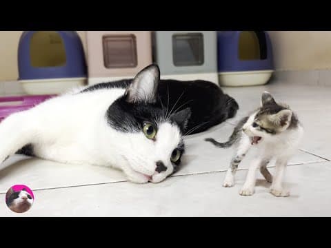 Tiny kitten hissed in the first cat room and miracle older cat Mu was filled with kindness and love
