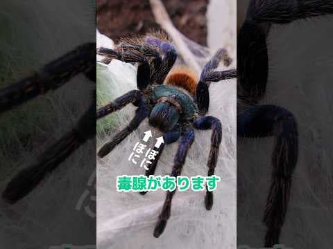 糸にも毒はある？？？#タランチュラ