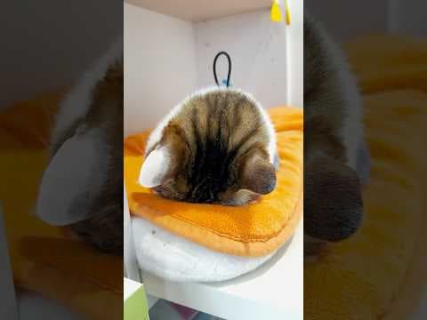 フミフミし疲れてゴメン寝しちゃうエース #おむすびさんはオヤツ待ち #cats