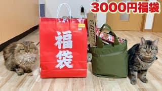 ドン・キホーテで売ってた3000円の猫用福袋を開封したら神だった