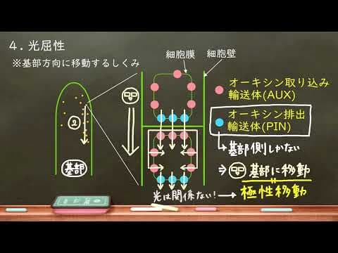 高校生物　69.　屈性と傾性