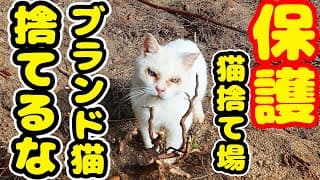 【野良猫 保護】ブランド猫を捨てるな！ボランティアさん涙で訴えると。。。 経過報告