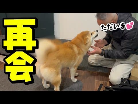 泣くほど帰りを待ち続けた柴犬がパパと感動の再会へ