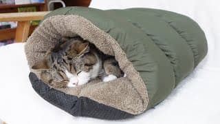 ぬくぬくベッドで寝るねこ。-Maru is sleeping in the warm bed.-