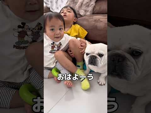 愛犬と1歳児と5歳児の反応がそれぞれ面白すぎました… #犬 #赤ちゃん #フレンチブルドッグ