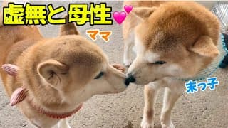 荒ぶるママ柴犬の放心状態と母性愛の感情豊かで個性的な柴犬ファミリーがおもしろい！