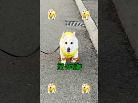 コーギーのエッホエッホ🍞