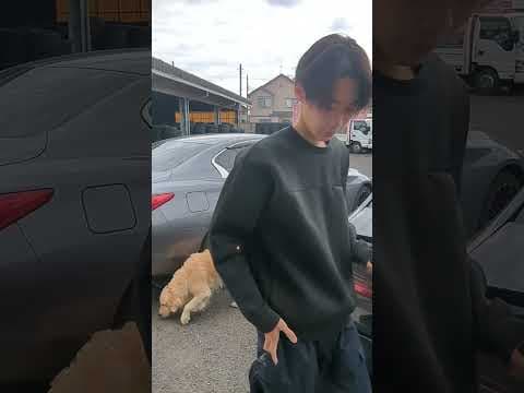 朝から社長にヨイショされる柊ちゃん #ゴールデンレトリバー子犬 #大型犬のいる生活