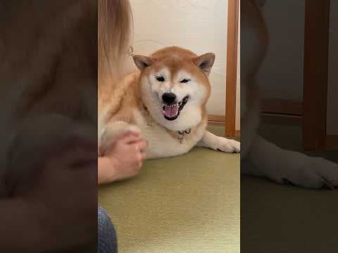 柴犬福 姉との遊びでガチギレ柴犬🤣Sister vs Shiba🤣#姉と柴 #shorts #funny #funnydog #dogshorts #柴犬 #shibainu #시바견