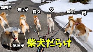 柴犬だらけのお散歩先で柴犬姉妹に会いさらに柴犬まみれ天国になっていく。。。