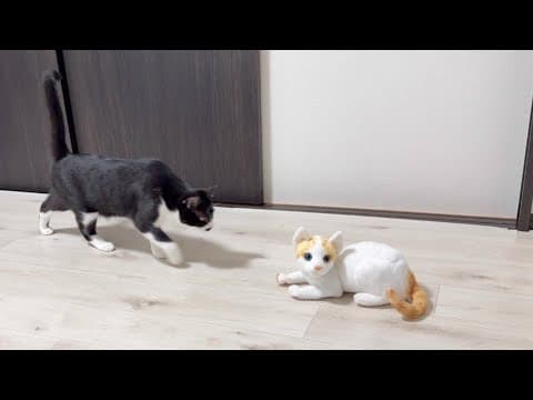 【ドッキリ】見知らぬ猫が部屋にいたらうちの猫たちはどう反応する？まさかの塩対応！？